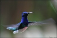 /album/galerie-de-photos/colibri-1-jpg/